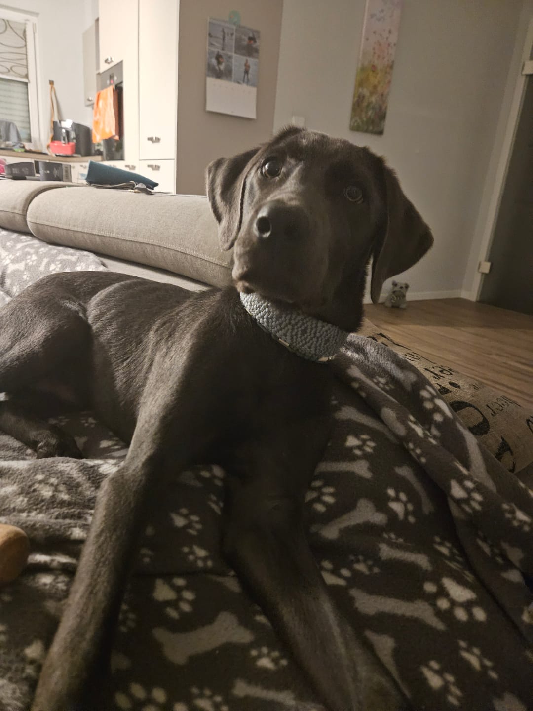 Customer photo review of Hundehalsband – Anthrazit/Eisblau – Kollektion Très Chic Hey Lana