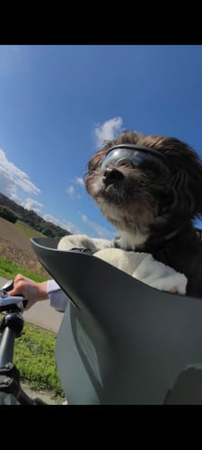 Reviewer's dog wearing goggles in a grey Kvisp Dog Bike Carrier while on a sunny bike ride.