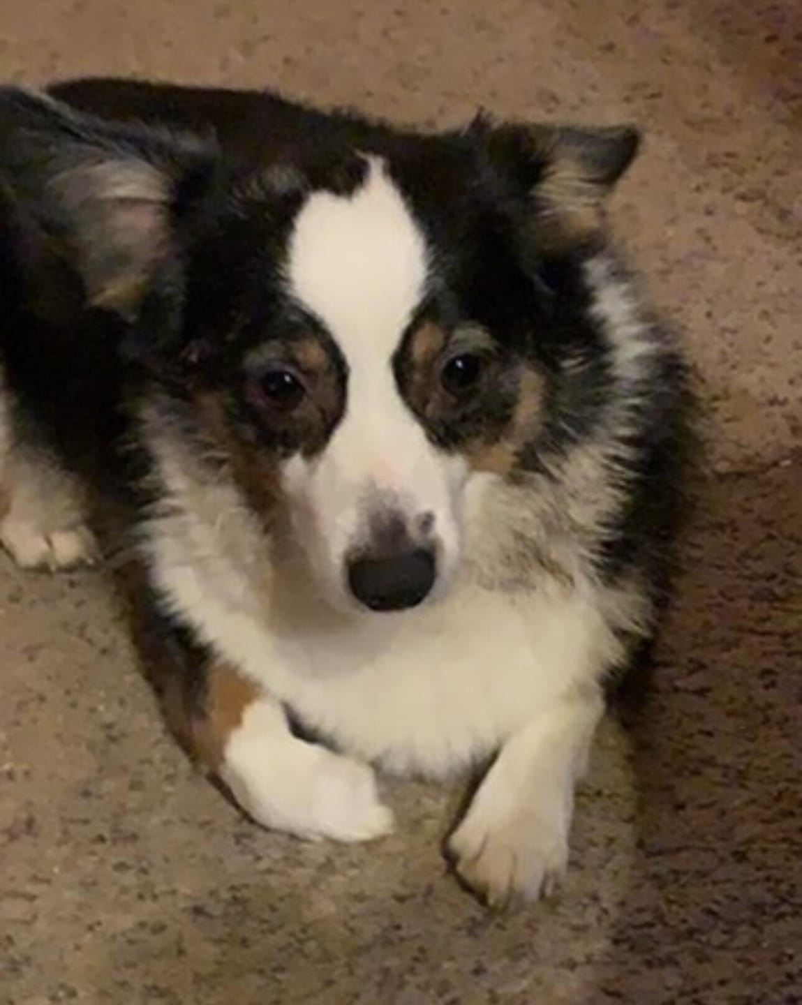 Customer photo review of Tvati Pet
