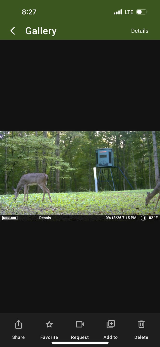 Customer photo review of Show Stopper™ Food Plot Seed