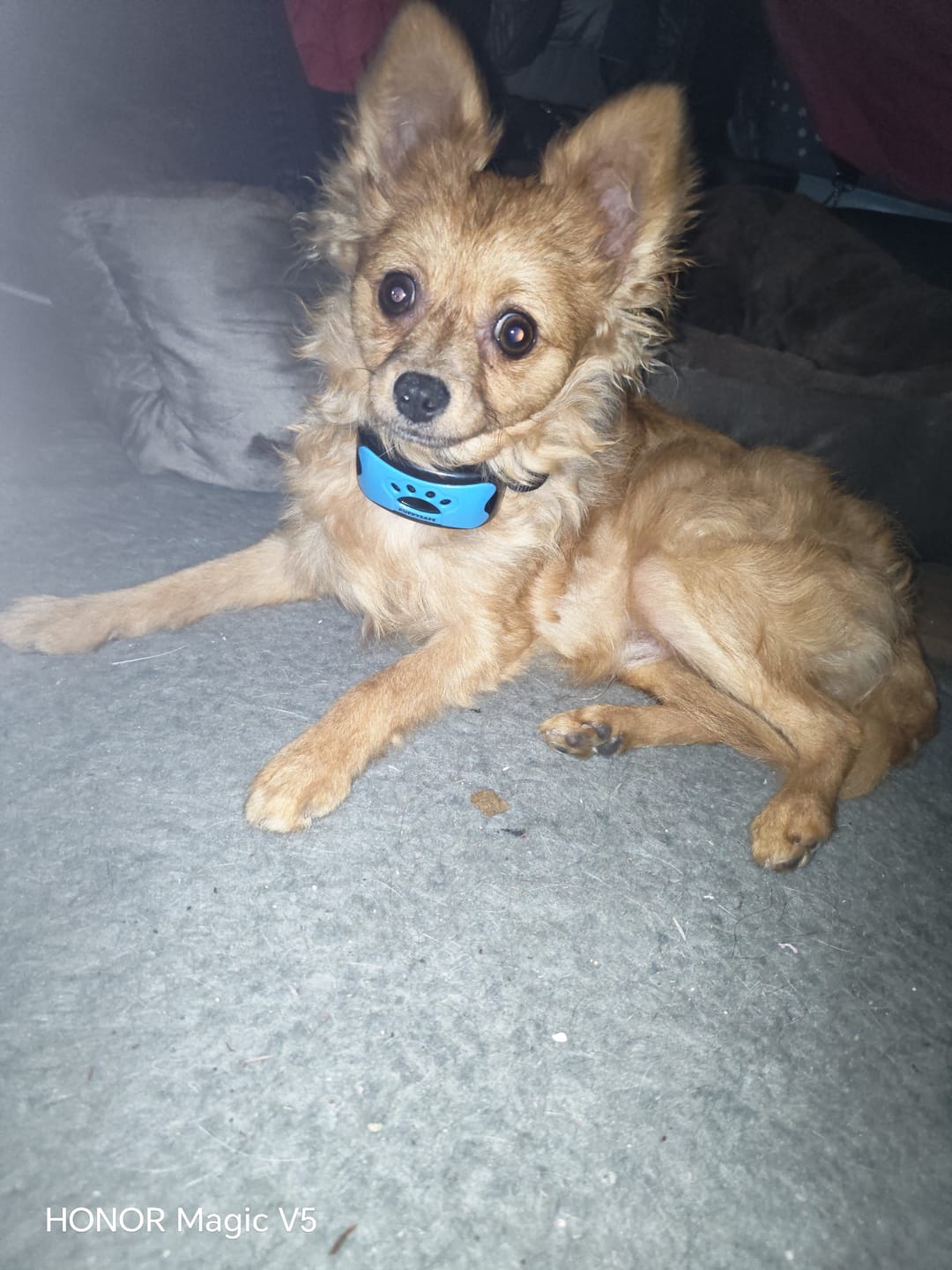 Customer photo review of Collier Anti Aboiement Sans choc Electrique PuppySafe™