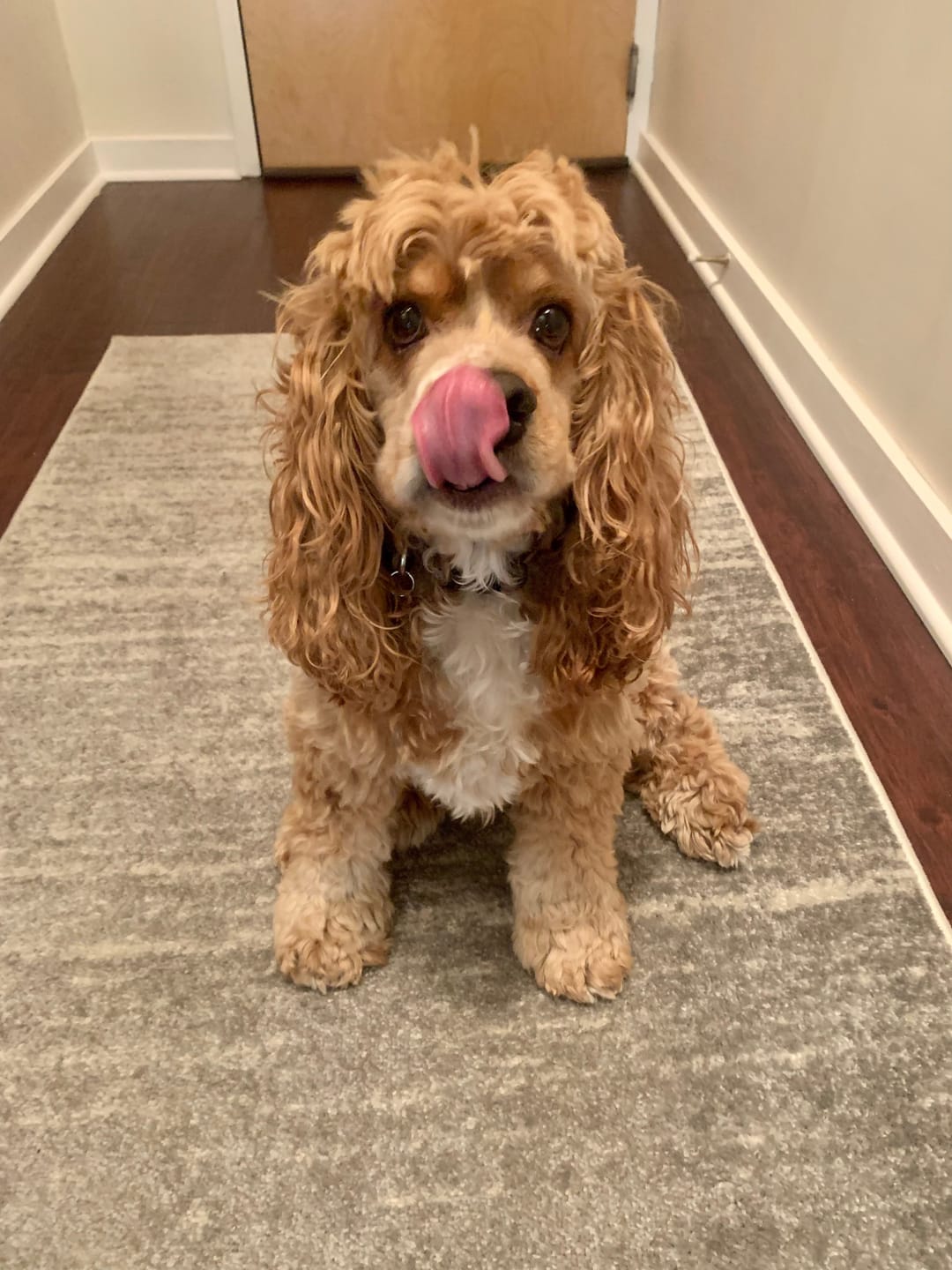 Customer photo review of Polvo Dental Anti-Sarro para Perros