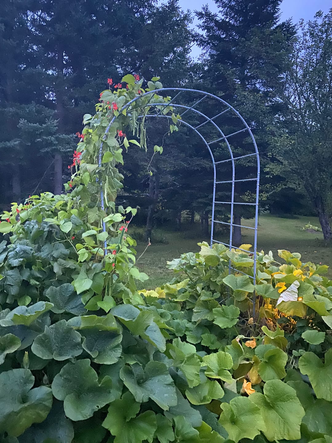 Customer photo review of Arch Garden Trellis