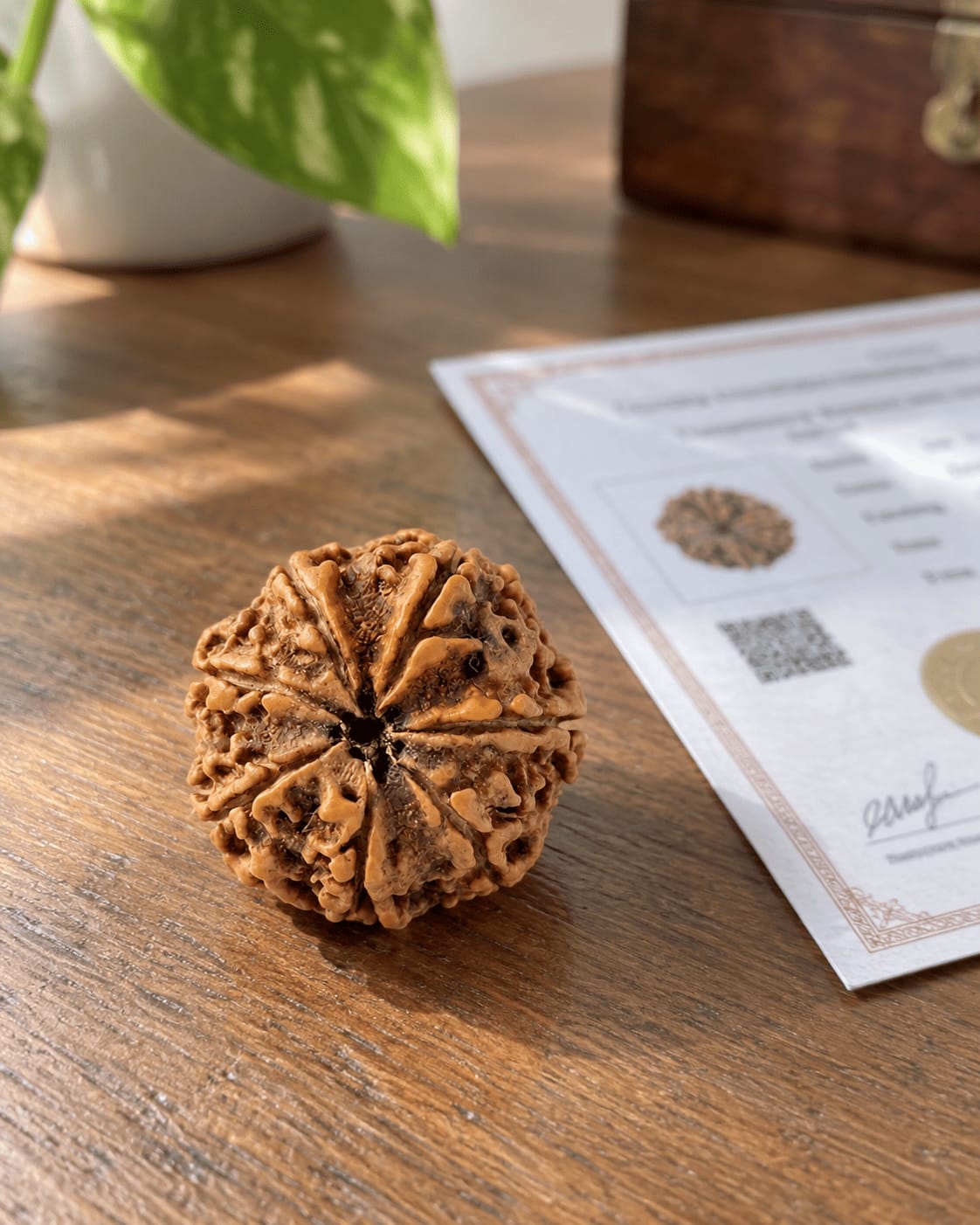 Customer photo review of 7 Mukhi Rudraksha (Nepali)
