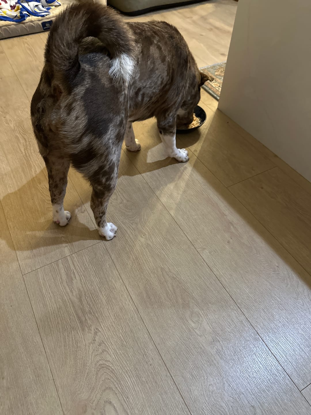 Customer photo review of Power Chewer Medium Box — 8 Ostrich Treats for Serious Chewers
