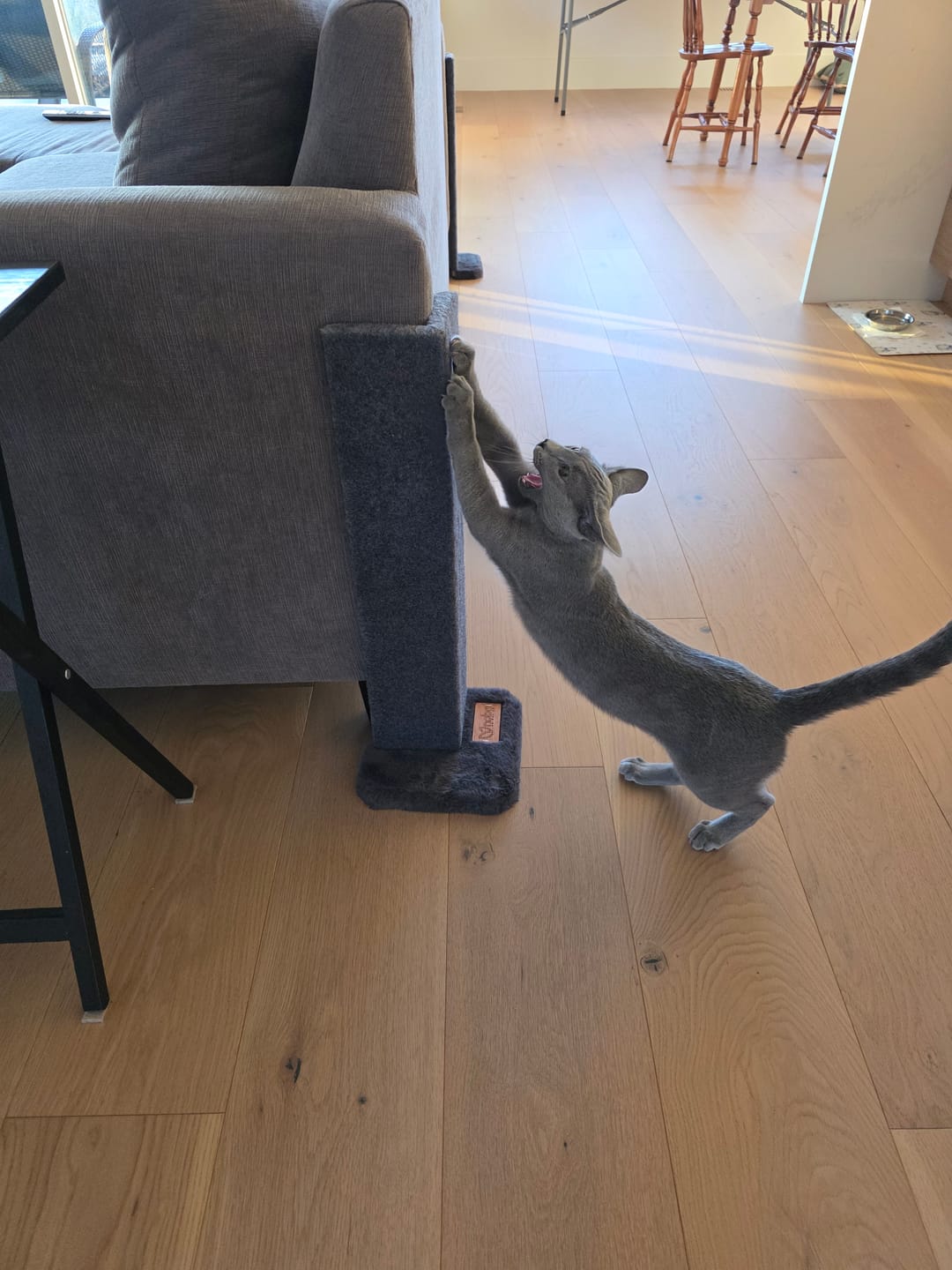 Customer photo review of Noba Corner Cat Scratcher and Protector - 23 Inch