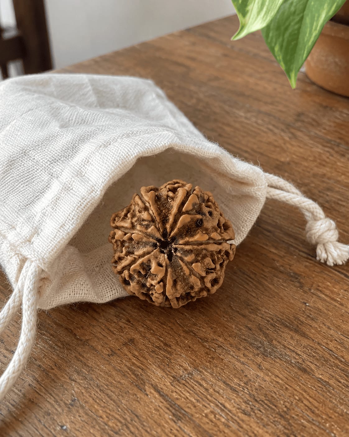Customer photo review of 7 Mukhi Rudraksha (Nepali)