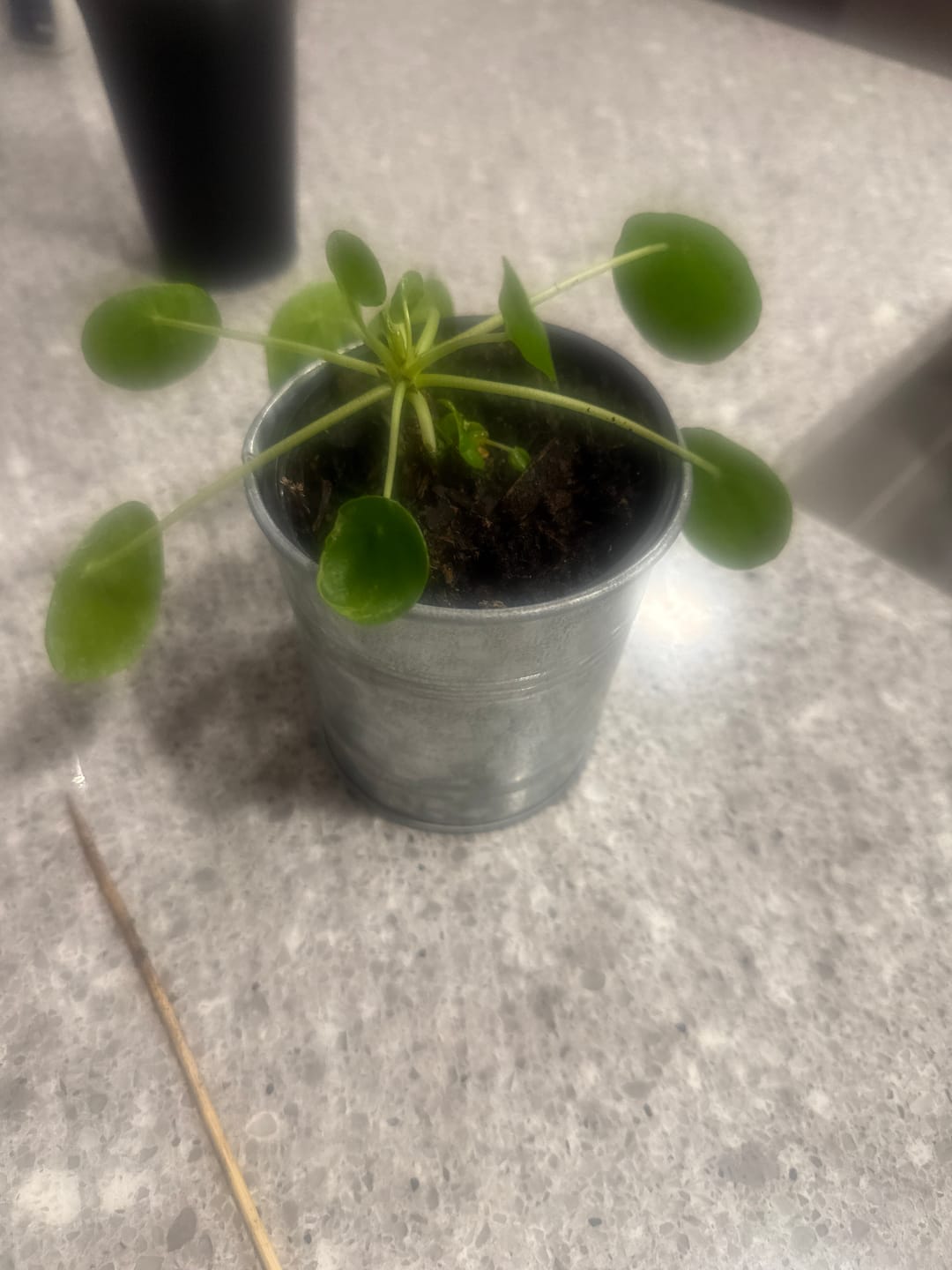 Customer photo review of Chinese Money Plant 4” Pot | Pilea Peperomioides | Easy Care Indoor Plant | Money Plant Indoor | Office Houseplant
