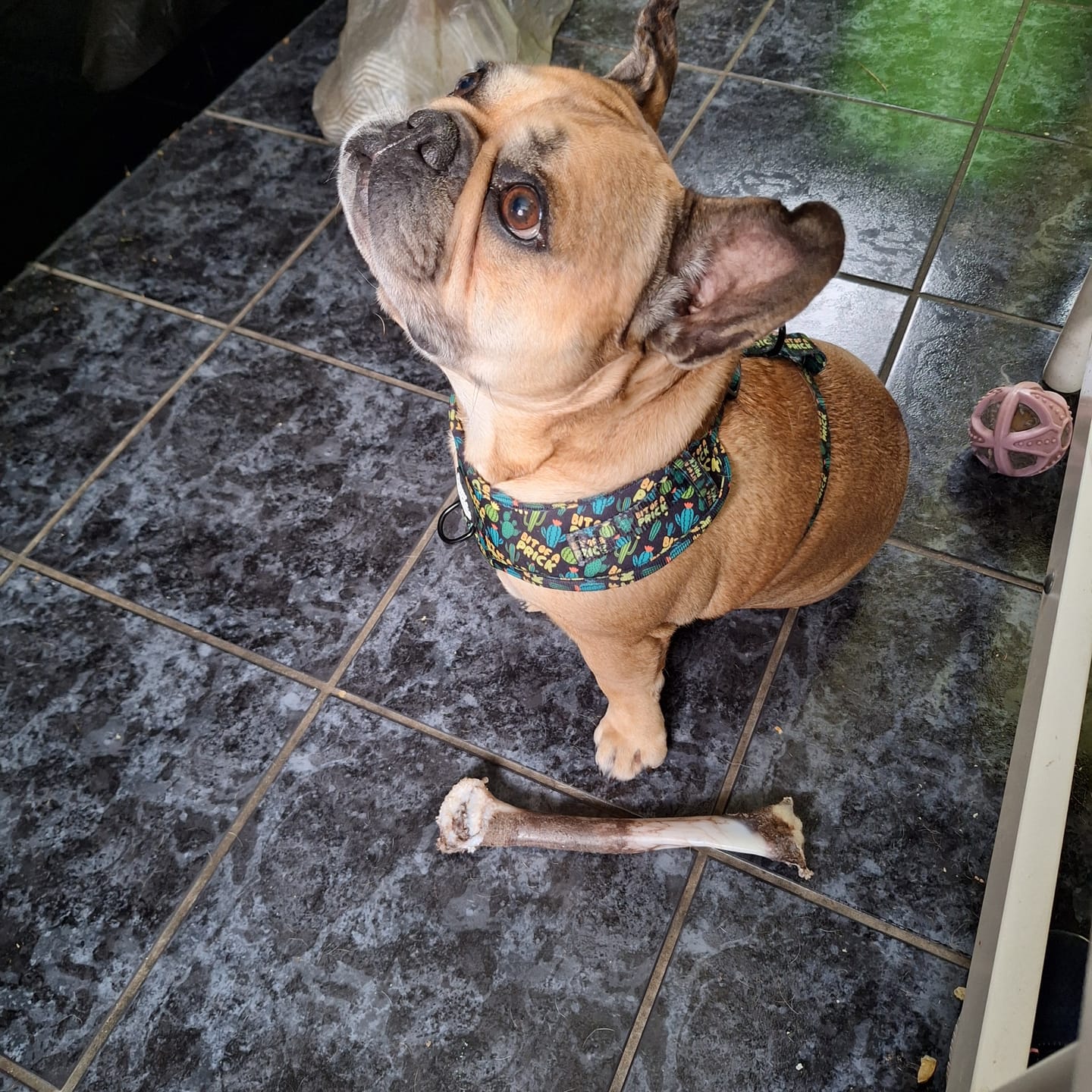 Customer photo review of Bit of a pr**k harness