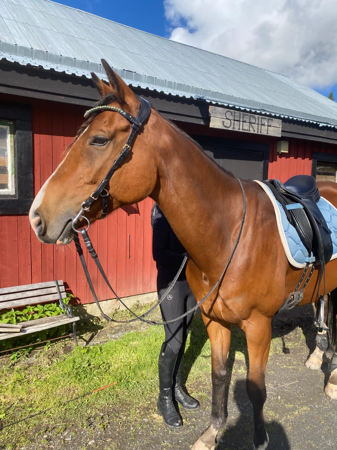 Customer photo review of Coco bridle