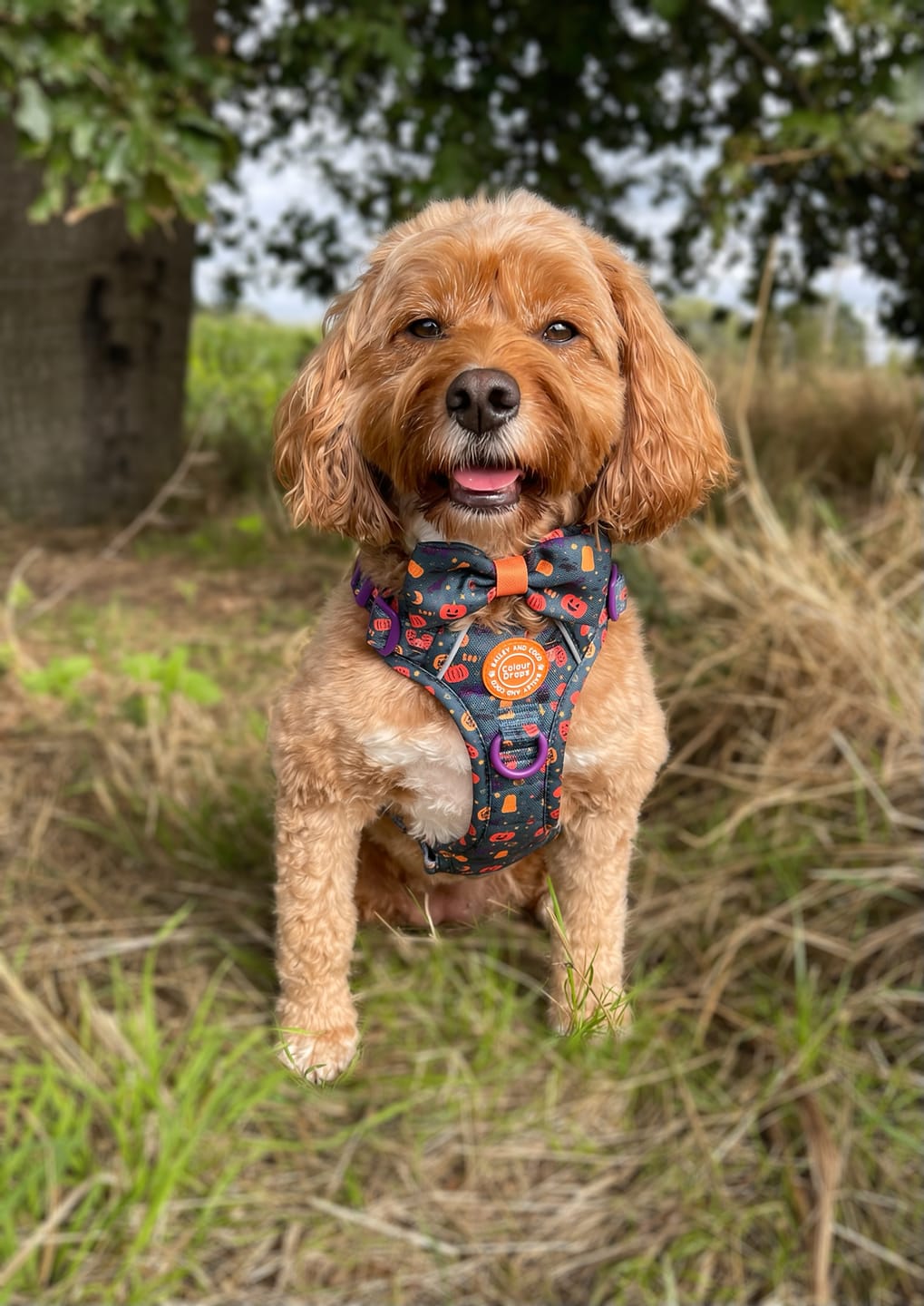 Customer photo review of Trail & Glow Dog Harness - Colour Drops - Spellbound Autumn