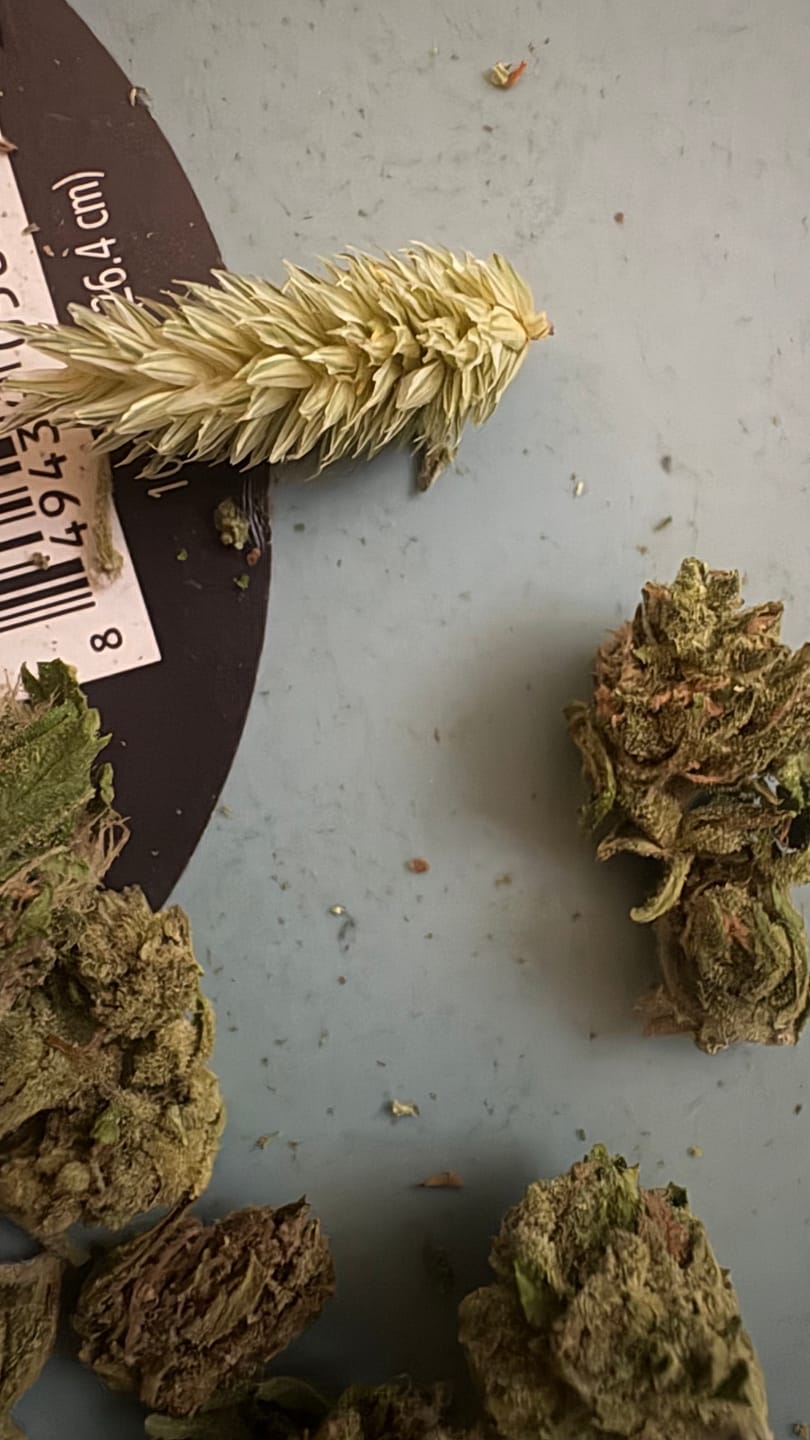 Customer photo review of Pineapple Express Minis - Bulk Minis - Sativa