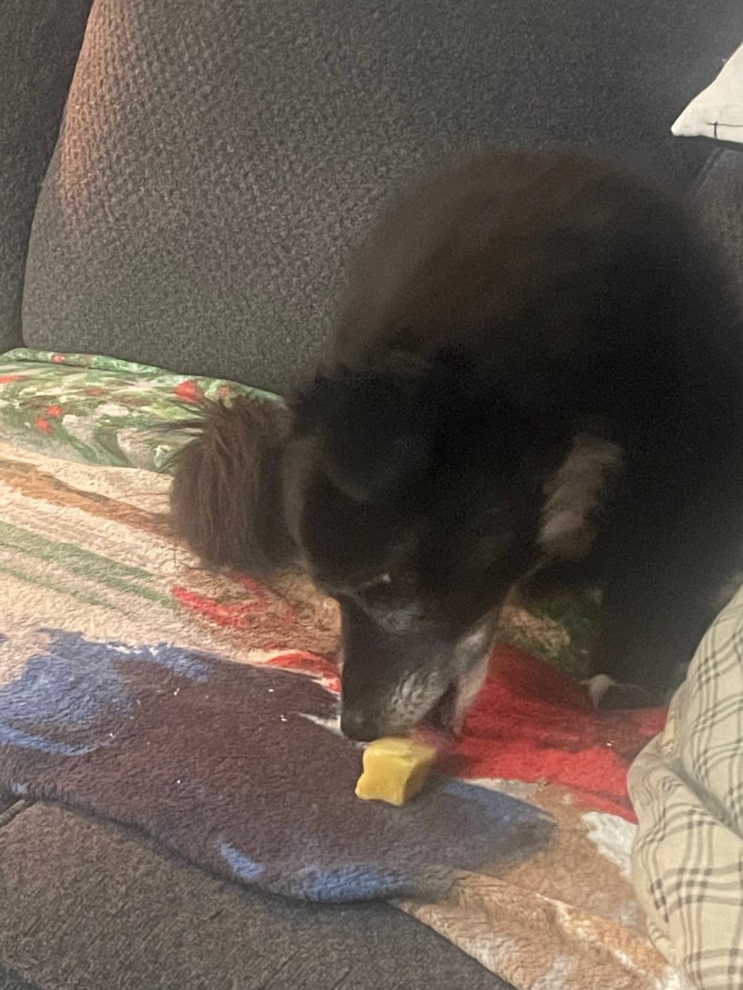 Customer photo review of 6 Inch Monster Bully Stick