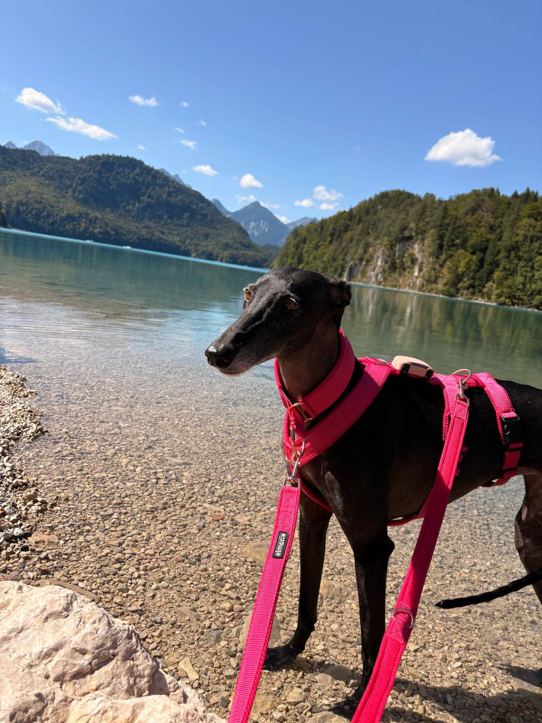 Customer photo review of Sicherheitsgeschirr FUN "Flamingo Pink"