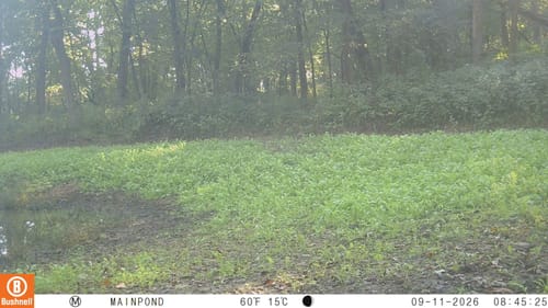 Customer's Kill Plot forage mix growing in a sunlit forest clearing after one month of planting.