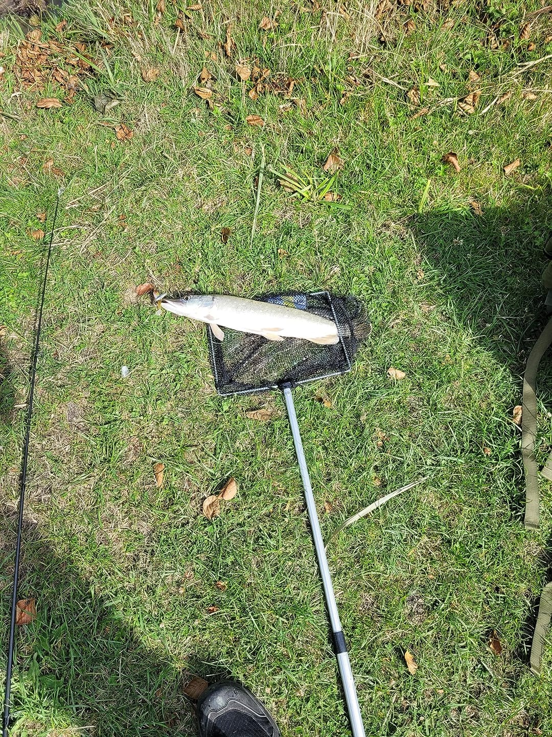 Customer photo review of Shadtale Soft Fishing Lures with BKK Hooks