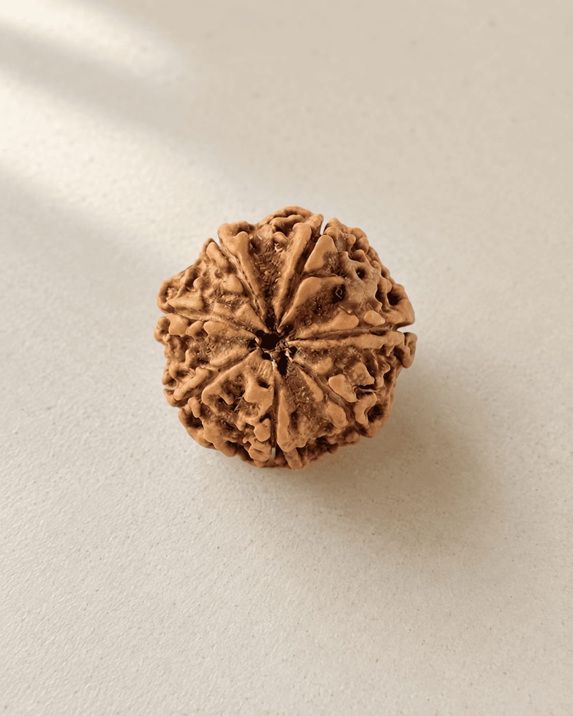 Customer photo review of 7 Mukhi Rudraksha (Nepali)