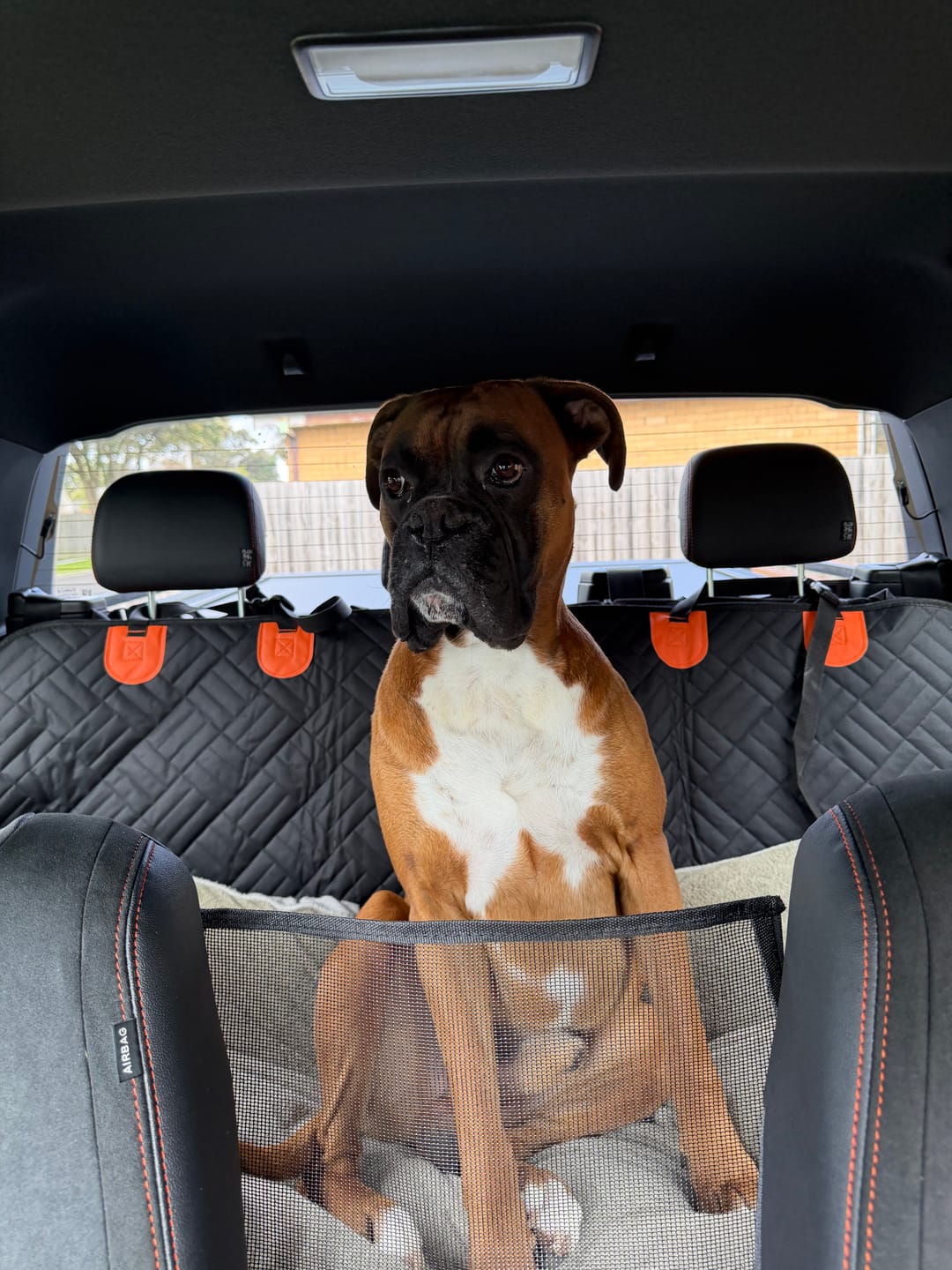 Customer photo review of Marlo&Co™ Dog Seat Cover