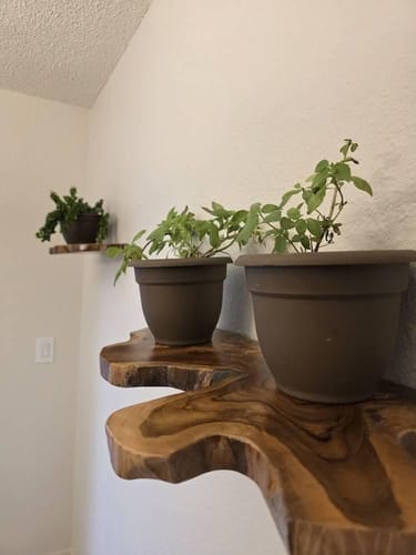 Customer photo review of Live-Edge Corner Floating Shelf Set, Solid Wood Oak, Organic Natural Edge, Three Wall Tiers