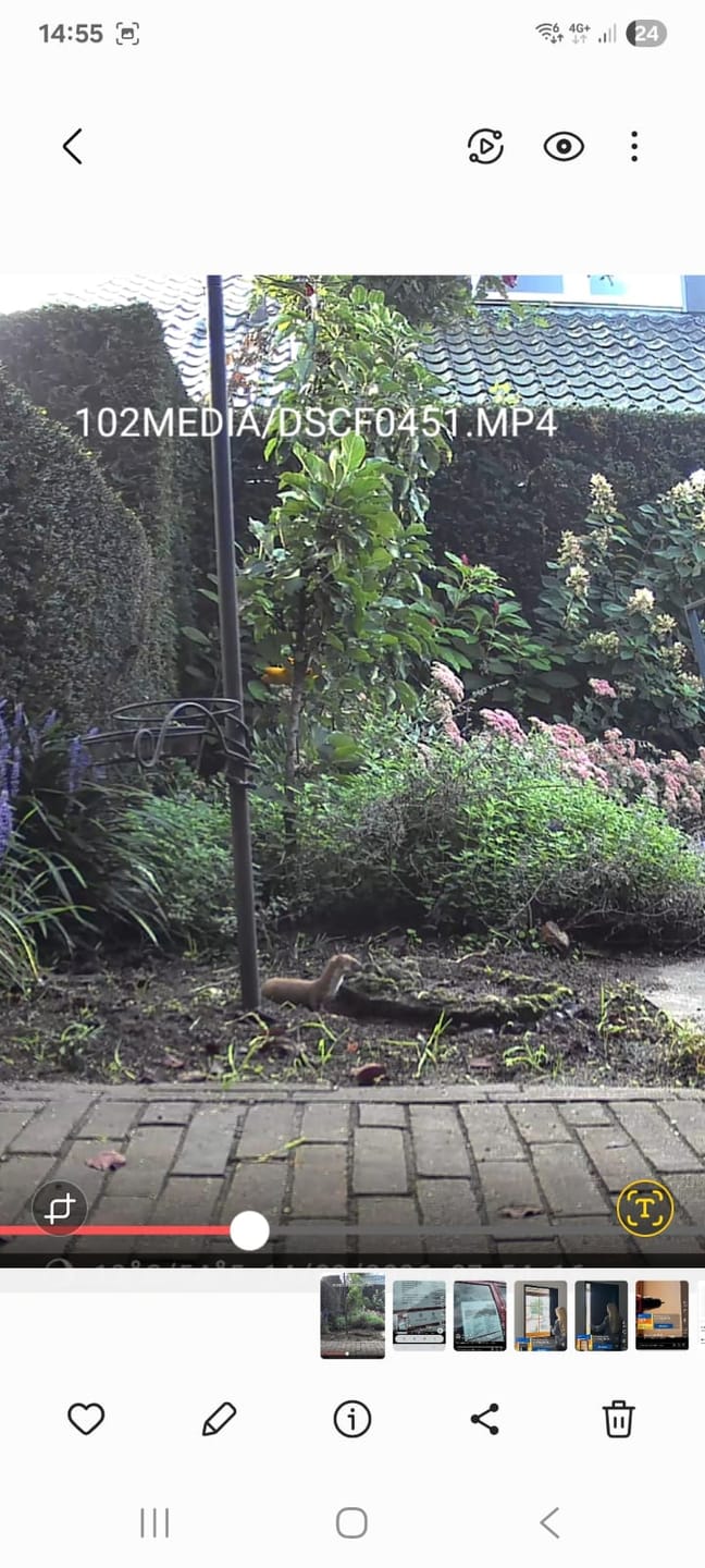 Customer photo review of Siltcon® Wildcamera met Zonnepaneel 8K