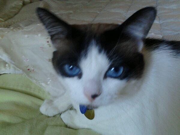 Customer photo review of Tvati Pet