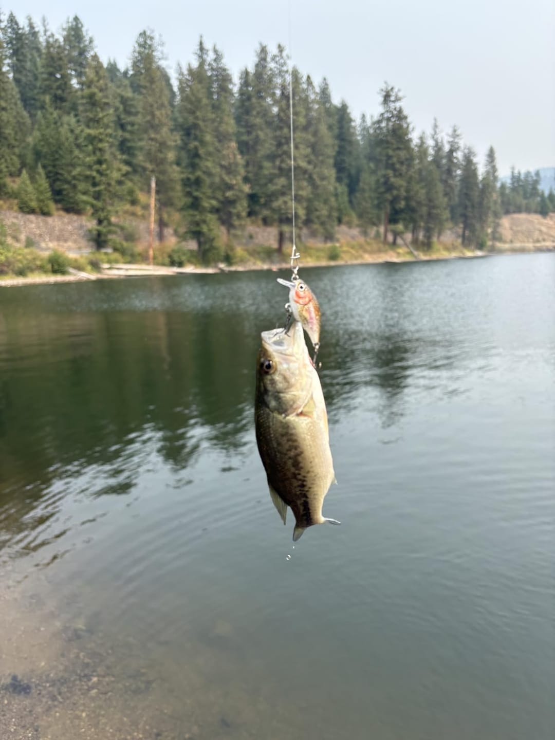 Customer photo review of [6PCS] TRUSCEND Smallest Jointed Swimbaits