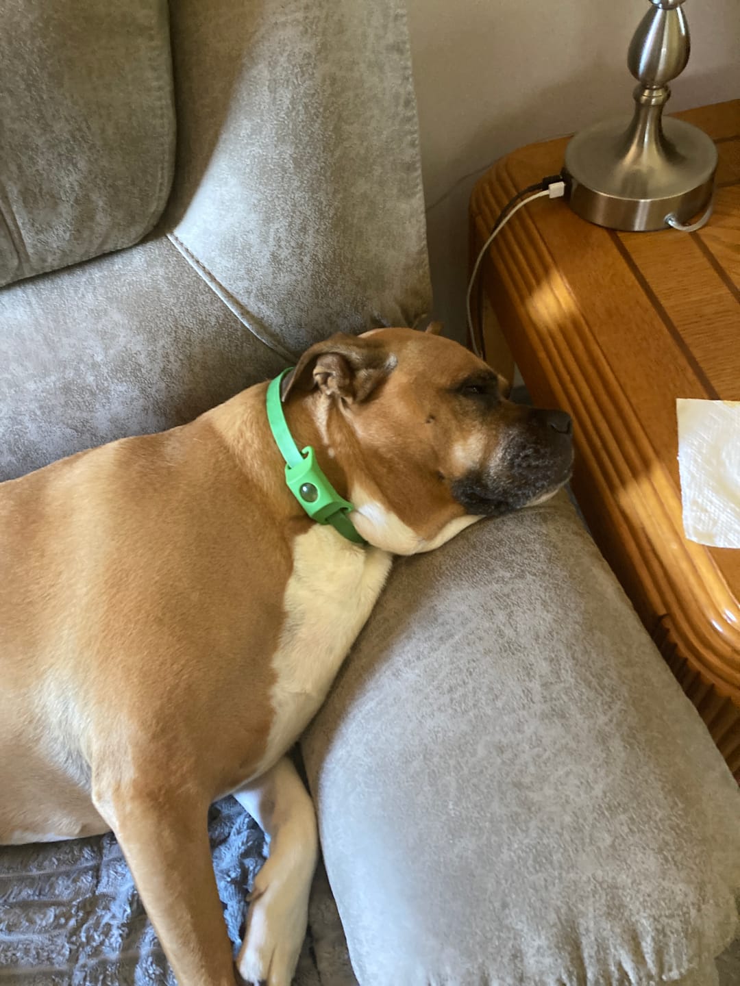 Customer photo review of FurLife™ 12 Months Flea and Tick Free