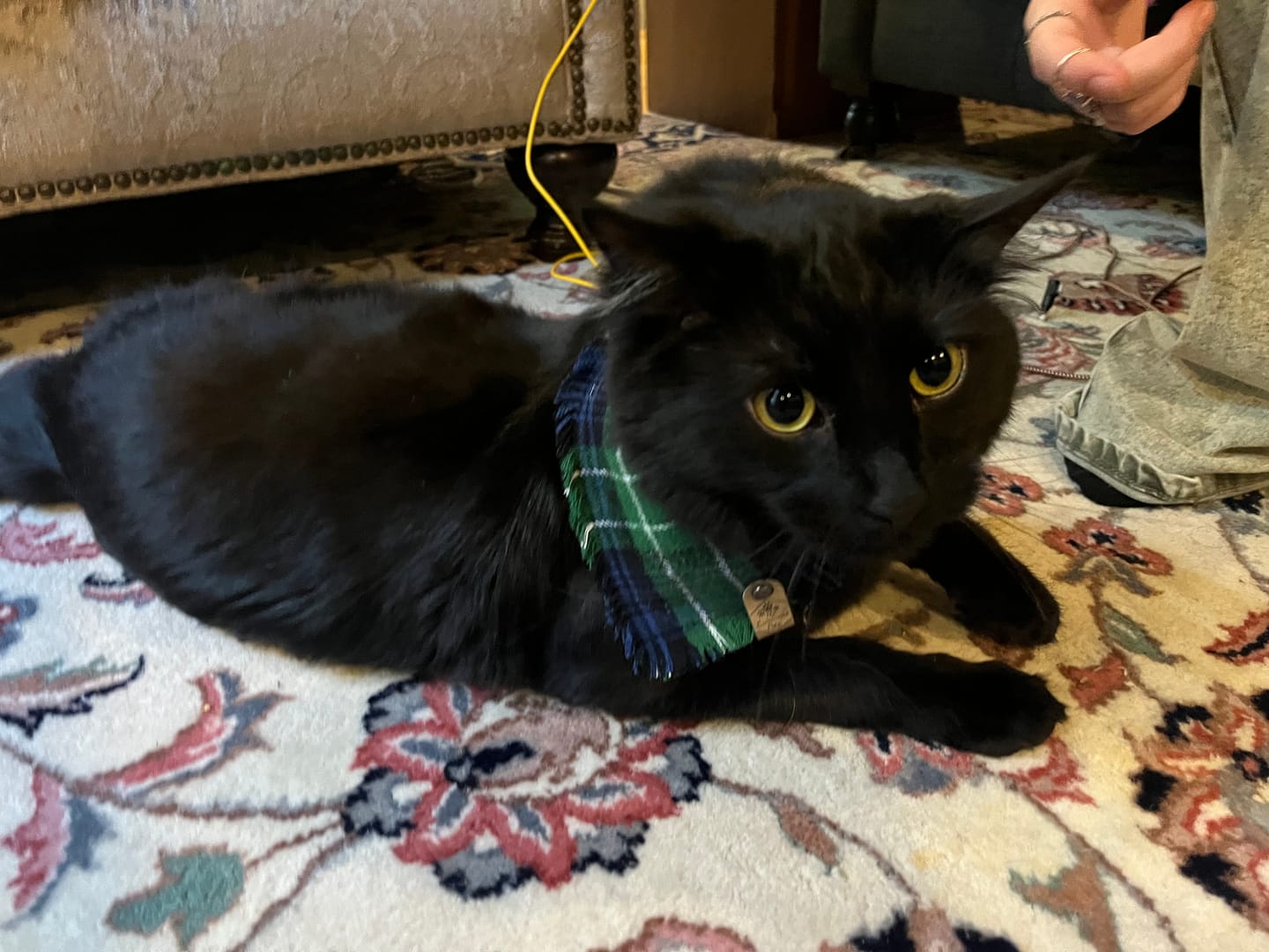 Customer photo review of Bellingham Frayed Snap-On Bandana | Blue & Green Plaid
