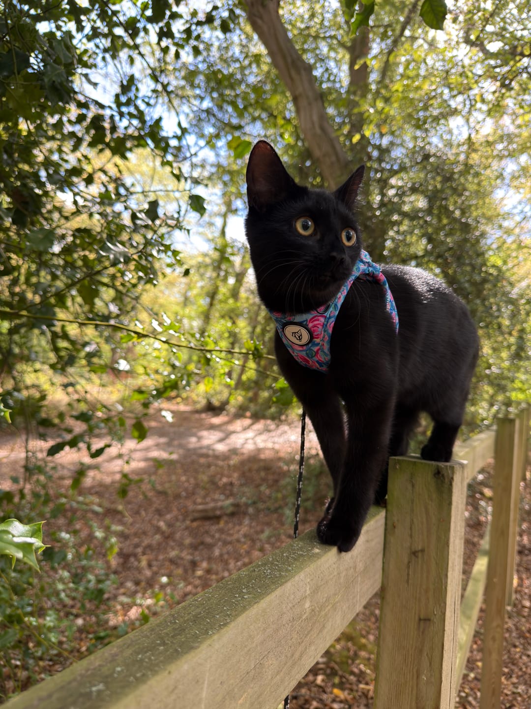 Customer photo review of Classic Rose Edition - Step In Cat Harness