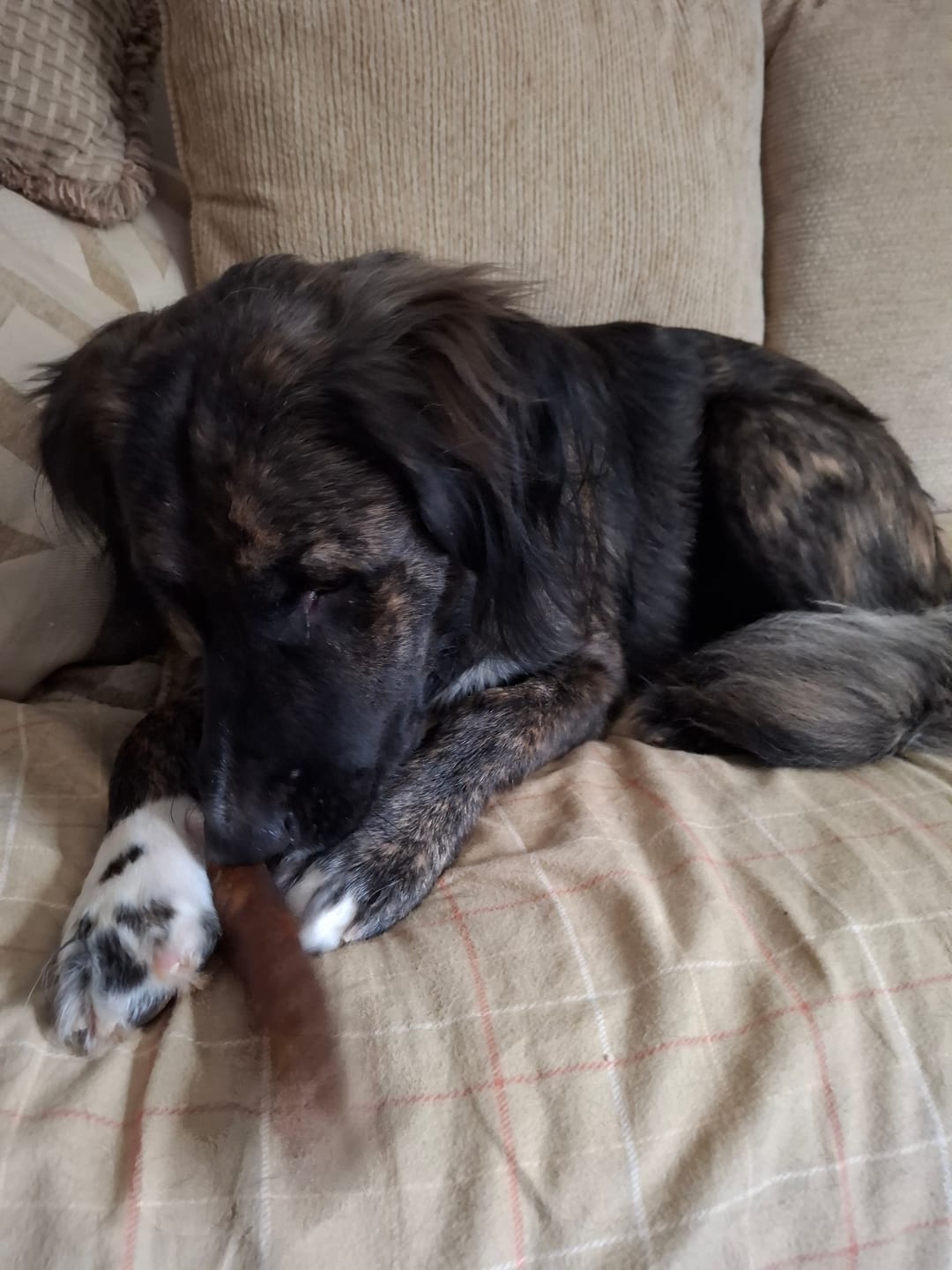 Customer photo review of Jumbo Bully Sticks