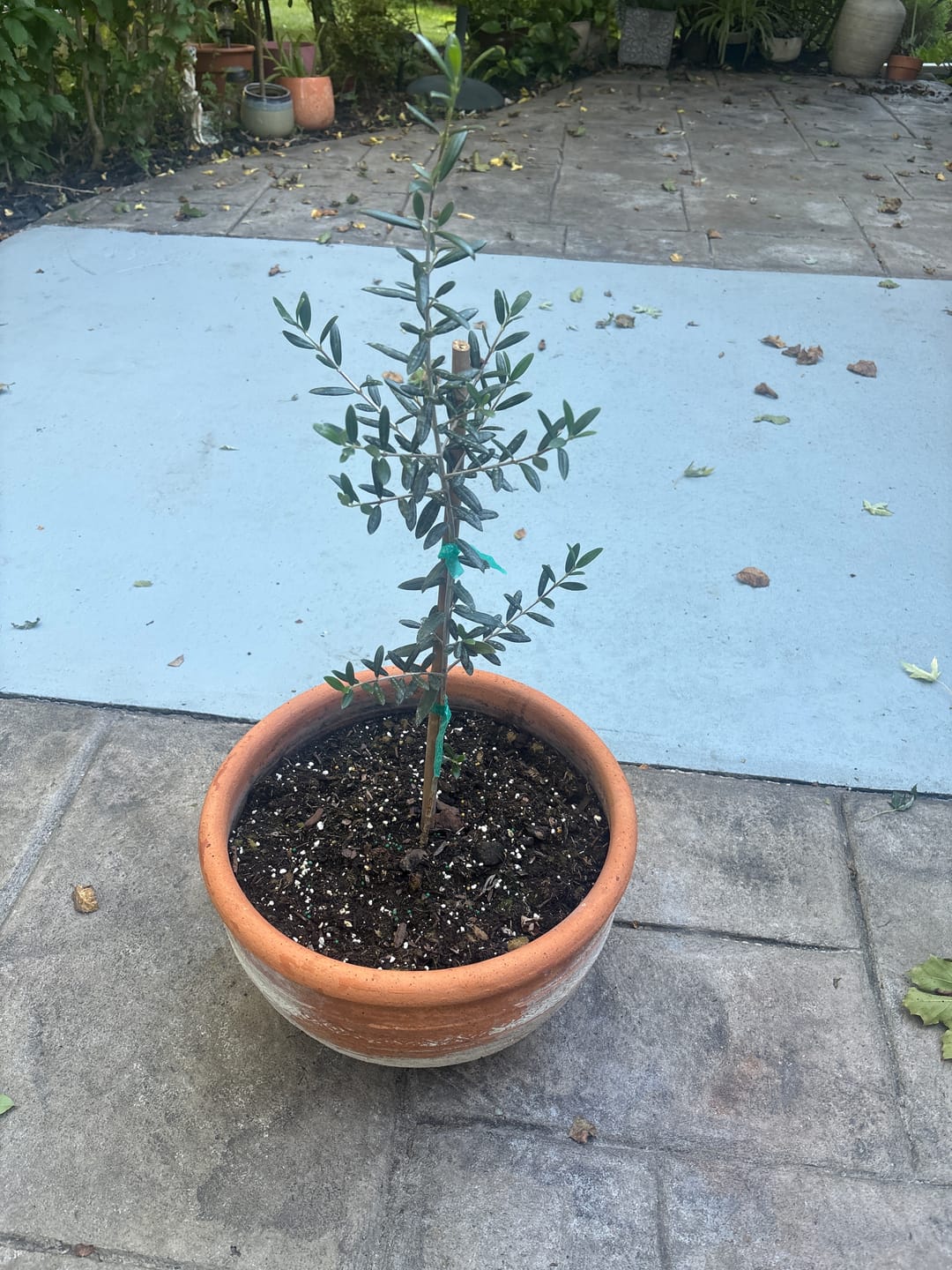Customer photo review of Arbequina Olive Tree Olea Europaea