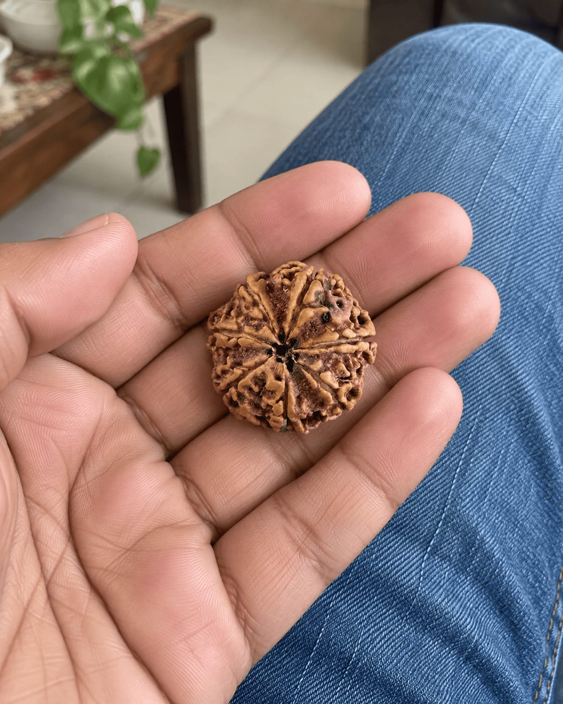 Customer photo review of 7 Mukhi Rudraksha (Nepali)
