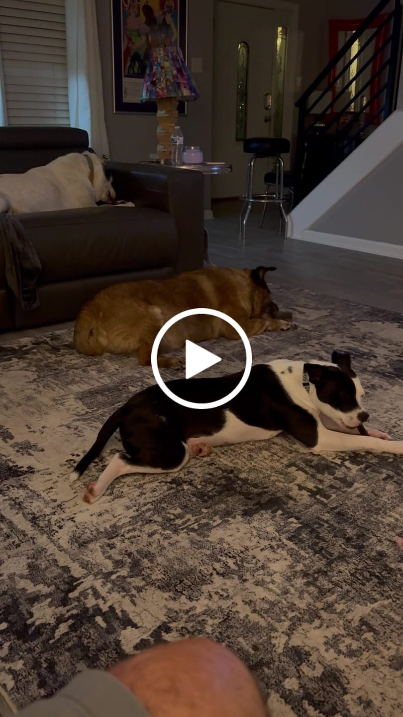 Customer video review of Super Bull Sticks