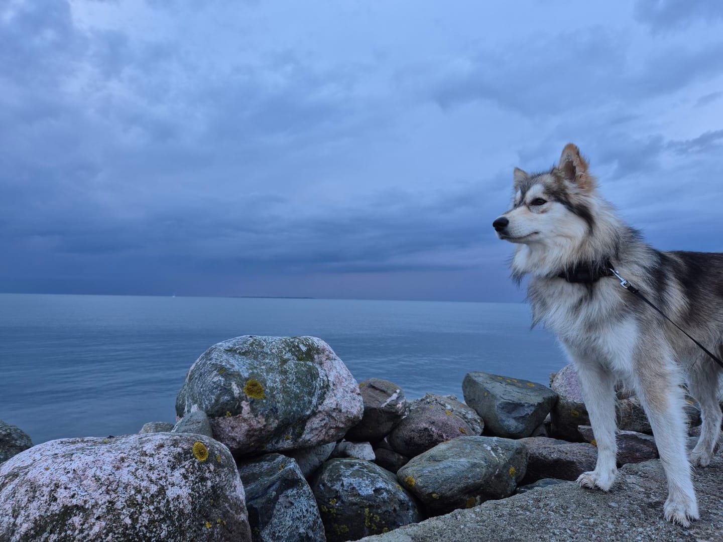 Customer photo review of GPS Dog Fence F810 plus | for Small, Medium and Large dogs