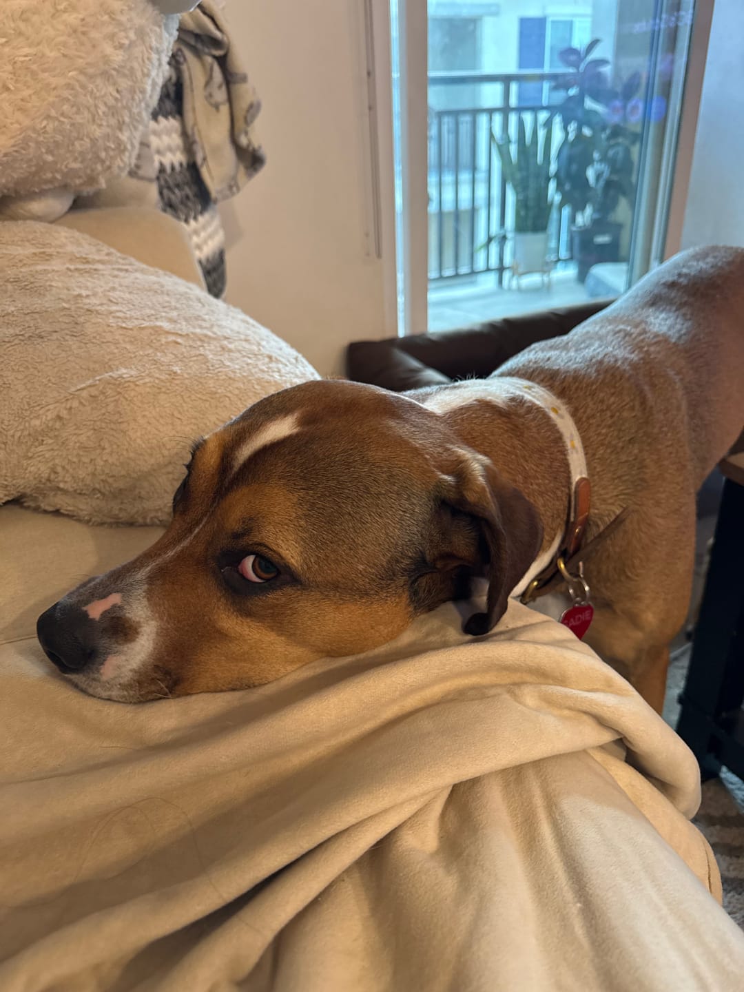 Customer photo review of Daisy Dog Collar - Beige