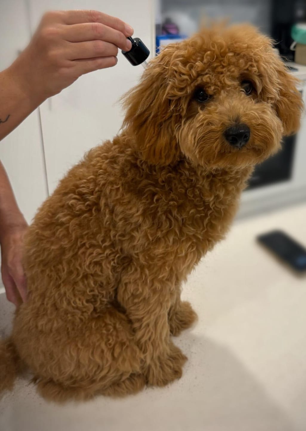 Customer photo review of Tvati Pet
