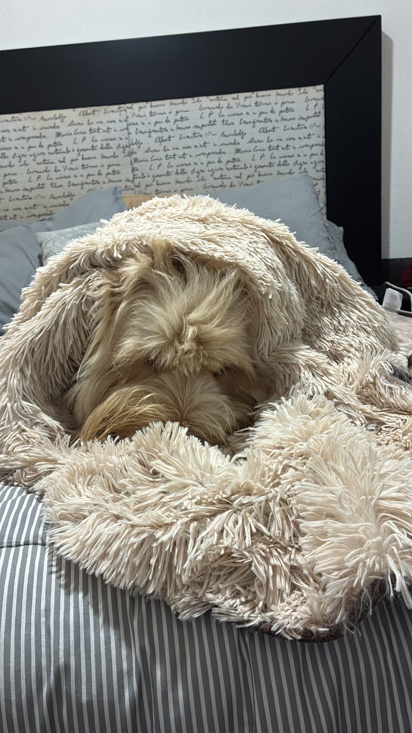Customer photo review of Cobija Impermeable para Perros