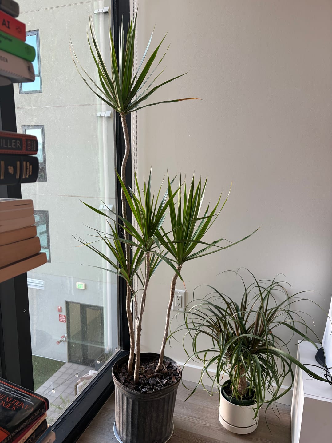 Customer photo review of Dracaena Dragon Tree, Magenta Tree Form