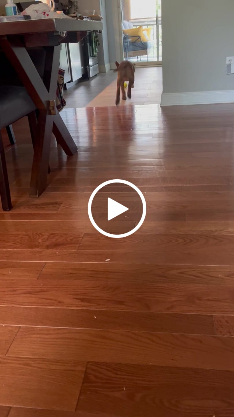 Customer video review of CozyRider™ 2.0