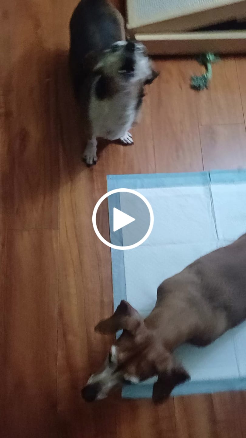 Customer video review of PetFamily Foods Cerdo Nordico