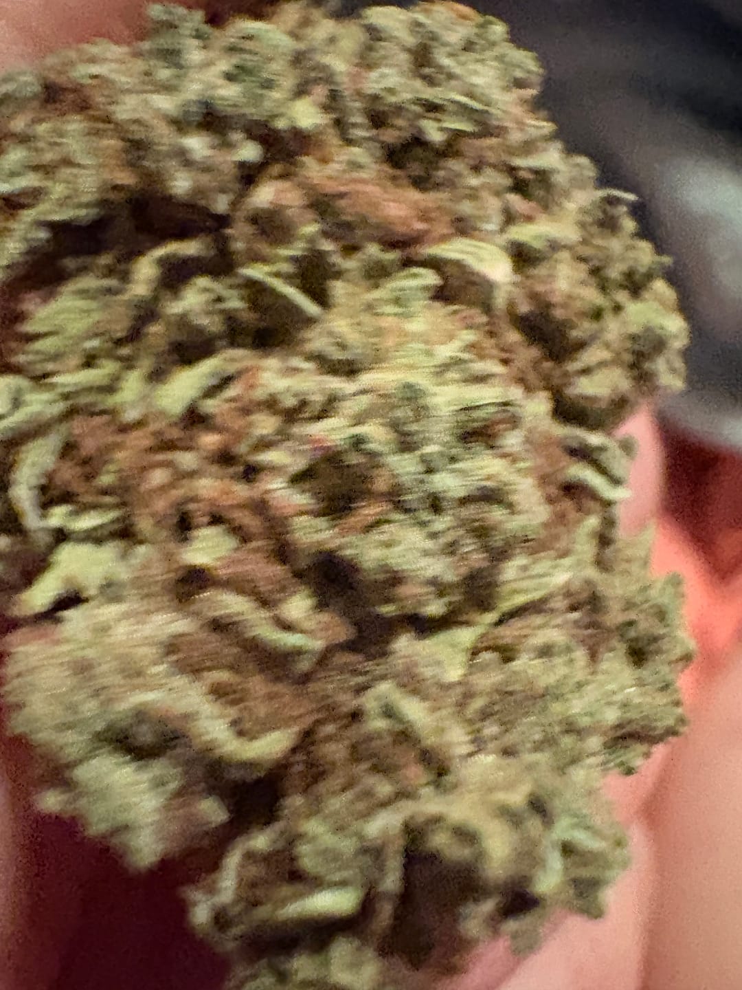 Customer photo review of Panama Red - Bulk - Sativa