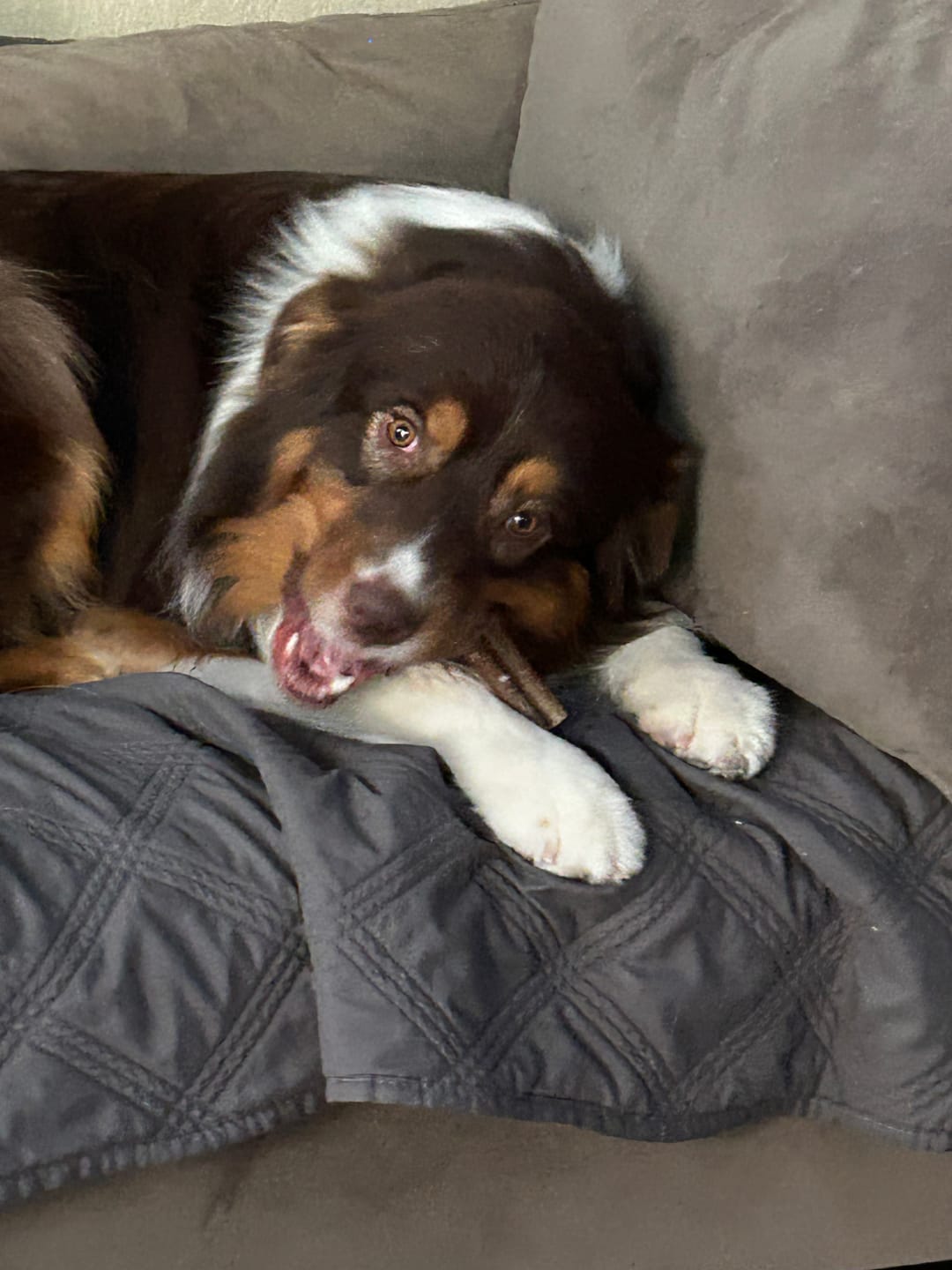 Customer photo review of Wholly Pup Gift Card
