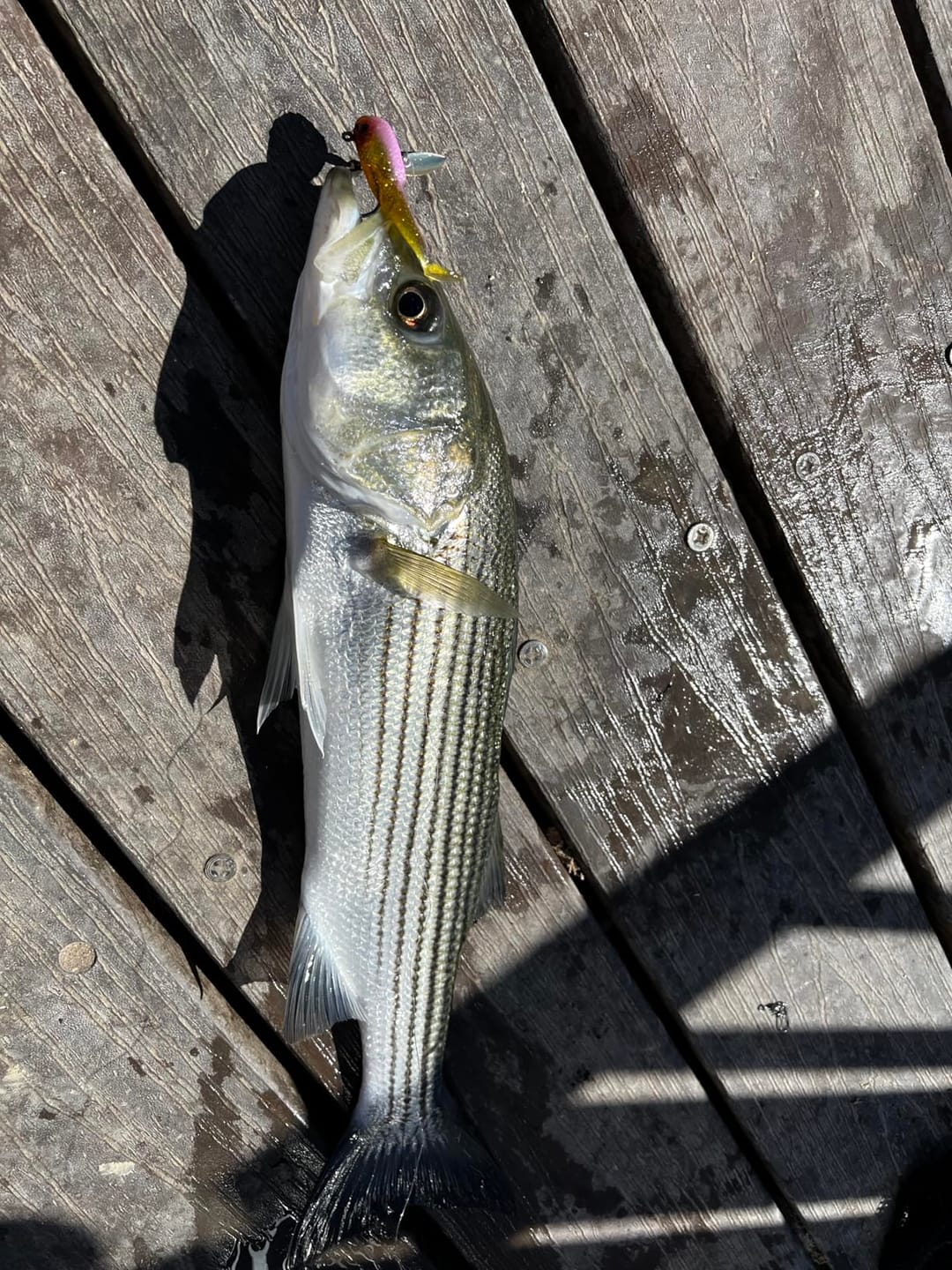 Customer photo review of Shadtale Soft Fishing Lures with BKK Hooks