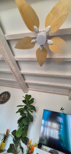 Customer's Virevole teinté Chêne ventilateur de plafond monté au-dessus d'une pièce avec une télévision et une plante