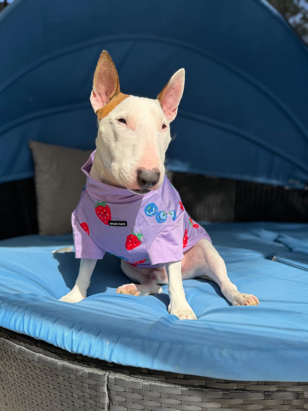 Customer photo review of Sunblock Dog T-Shirt - Berries