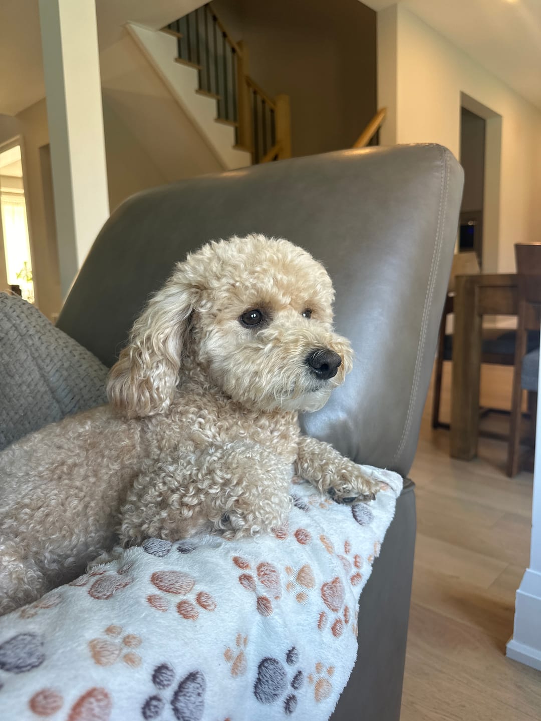Customer photo review of TRIO PEAU pour chiens et chats : DIGI, TOXY, PEASY