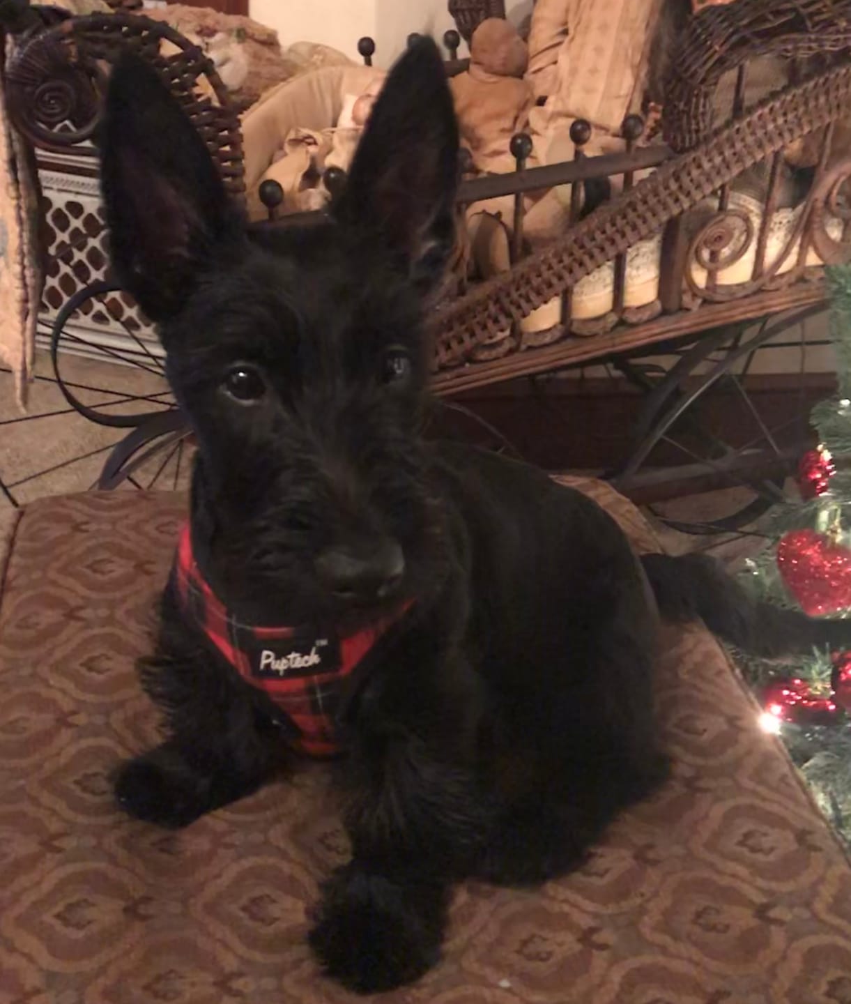 Customer photo review of Polvo Dental Anti-Sarro para Perros