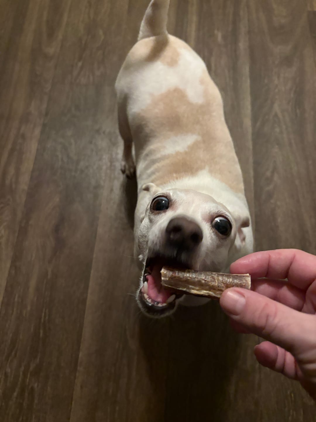 Customer photo review of Crunchy Ostrich Trachea Cuts: The Airy, All-Natural Treat for Small to Medium Dogs