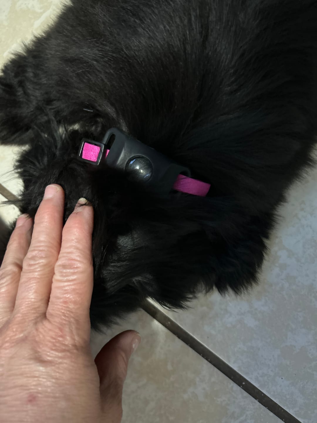 Customer photo review of FurLife™ - 12 Months All Natural Flea and Tick Tags for Dogs