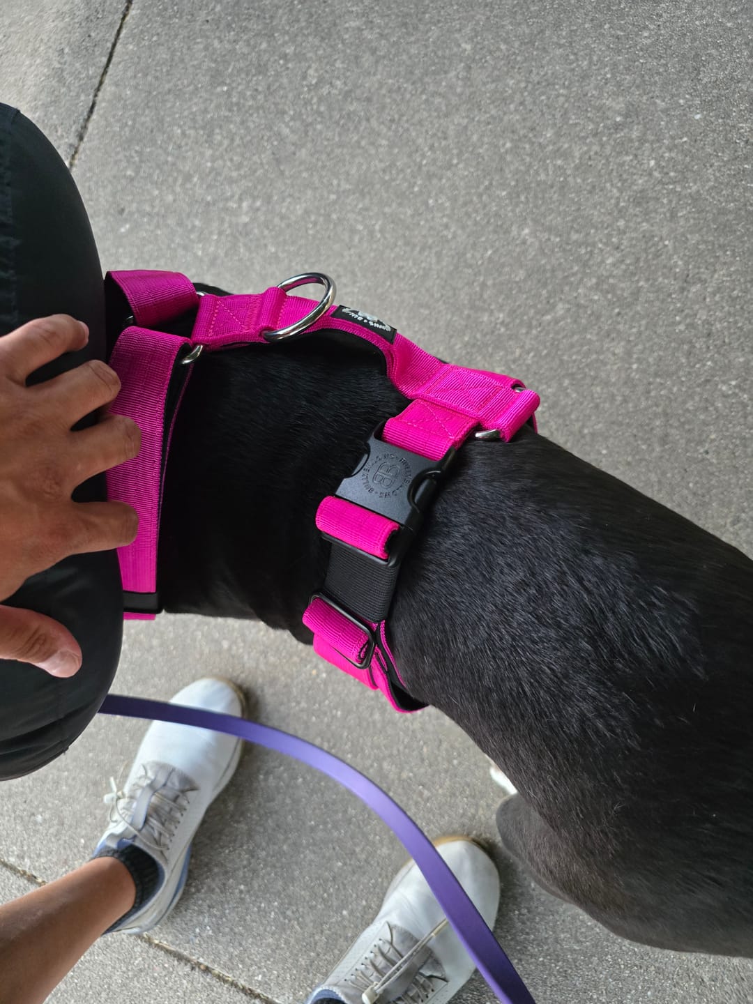 Customer photo review of Anti-Pull TRI-Harness® | Training Dog Harness for All Breeds - Magenta